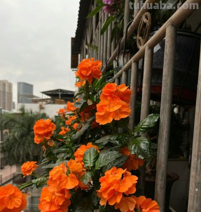 8种盆栽界的“北阳台之光”,耐阴、好养,“颜值”高又爱开花 - 今日头条 8种盆栽界的“北阳台之光”,耐阴、好养,“颜值”高又爱开花 - 图画吧TUHUABA