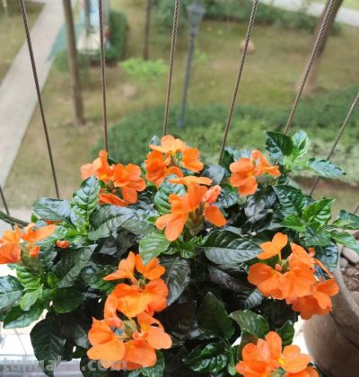 8种盆栽界的“北阳台之光”,耐阴、好养,“颜值”高又爱开花 - 今日头条 8种盆栽界的“北阳台之光”,耐阴、好养,“颜值”高又爱开花 - 图画吧TUHUABA