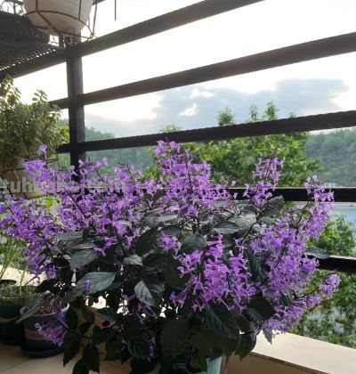 8种盆栽界的“北阳台之光”,耐阴、好养,“颜值”高又爱开花 - 今日头条 8种盆栽界的“北阳台之光”,耐阴、好养,“颜值”高又爱开花 - 图画吧TUHUABA