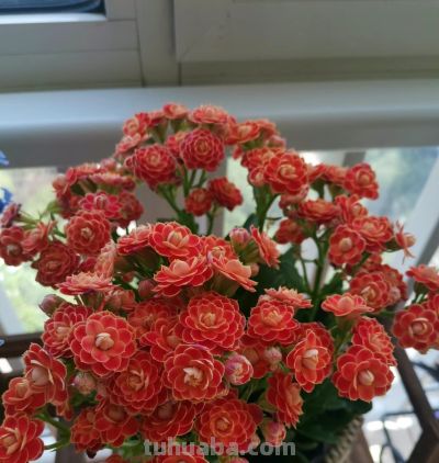 8种盆栽界的“北阳台之光”,耐阴、好养,“颜值”高又爱开花 - 今日头条 8种盆栽界的“北阳台之光”,耐阴、好养,“颜值”高又爱开花 - 图画吧TUHUABA