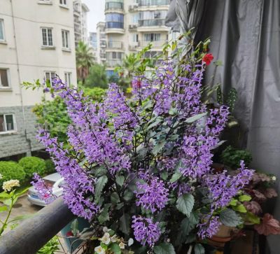 8种盆栽界的“北阳台之光”,耐阴、好养,“颜值”高又爱开花 - 今日头条 8种盆栽界的“北阳台之光”,耐阴、好养,“颜值”高又爱开花 - 图画吧TUHUABA