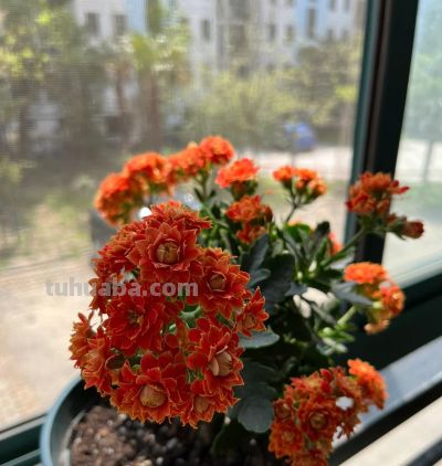 8种盆栽界的“北阳台之光”,耐阴、好养,“颜值”高又爱开花 - 今日头条 8种盆栽界的“北阳台之光”,耐阴、好养,“颜值”高又爱开花 - 图画吧TUHUABA