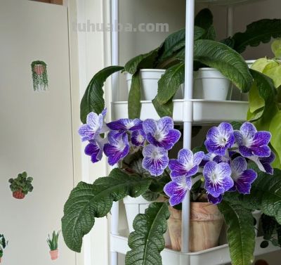 8种盆栽界的“北阳台之光”,耐阴、好养,“颜值”高又爱开花 - 今日头条 8种盆栽界的“北阳台之光”,耐阴、好养,“颜值”高又爱开花 - 图画吧TUHUABA