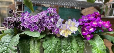 8种盆栽界的“北阳台之光”,耐阴、好养,“颜值”高又爱开花 - 今日头条 8种盆栽界的“北阳台之光”,耐阴、好养,“颜值”高又爱开花 - 图画吧TUHUABA