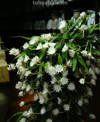 8种盆栽界的“北阳台之光”,耐阴、好养,“颜值”高又爱开花 - 今日头条 8种盆栽界的“北阳台之光”,耐阴、好养,“颜值”高又爱开花 - 图画吧TUHUABA