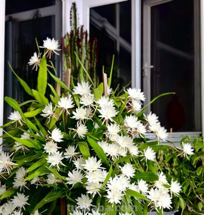 8种盆栽界的“北阳台之光”,耐阴、好养,“颜值”高又爱开花 - 今日头条 8种盆栽界的“北阳台之光”,耐阴、好养,“颜值”高又爱开花 - 图画吧TUHUABA