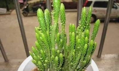 姬珊瑚（仙人掌）的养护介绍 - 今日头条
