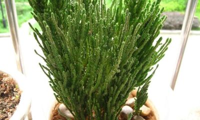 姬珊瑚(仙人掌)的养护介绍 - 今日头条 姬珊瑚(仙人掌)的养护介绍 - 图画吧TUHUABA