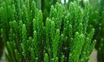 姬珊瑚(仙人掌)的养护介绍 - 今日头条 姬珊瑚(仙人掌)的养护介绍 - 图画吧TUHUABA