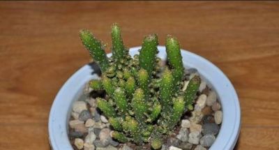 姬珊瑚(仙人掌)的养护介绍 - 今日头条 姬珊瑚(仙人掌)的养护介绍 - 图画吧TUHUABA