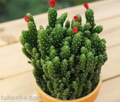 姬珊瑚(仙人掌)的养护介绍 - 今日头条 姬珊瑚(仙人掌)的养护介绍 - 图画吧TUHUABA
