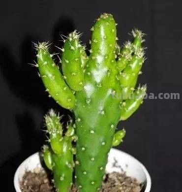 姬珊瑚(仙人掌)的养护介绍 - 今日头条 姬珊瑚(仙人掌)的养护介绍 - 图画吧TUHUABA