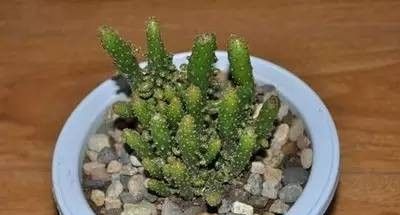 姬珊瑚(仙人掌)的养护介绍 - 今日头条 姬珊瑚(仙人掌)的养护介绍 - 图画吧TUHUABA