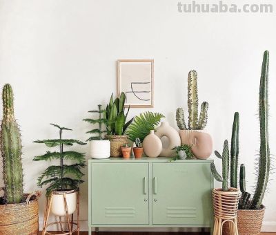 6种盆栽，便宜实用，养家里空气清新作用多，千万别小看它们了 - 今日头条