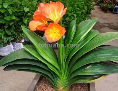 6种盆栽，便宜实用，养家里空气清新作用多，千万别小看它们了 - 图画吧TUHUABA