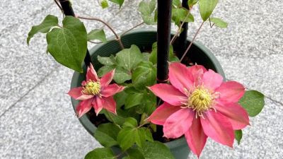 6种盆栽，便宜实用，养家里空气清新作用多，千万别小看它们了 - 图画吧TUHUABA