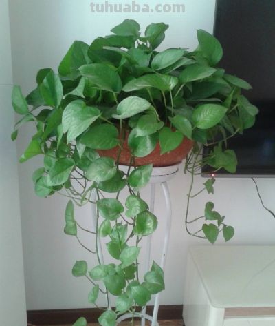 6种盆栽，便宜实用，养家里空气清新作用多，千万别小看它们了 - 图画吧TUHUABA