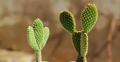 6种盆栽，便宜实用，养家里空气清新作用多，千万别小看它们了 - 图画吧TUHUABA