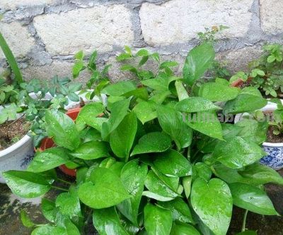 6种盆栽，便宜实用，养家里空气清新作用多，千万别小看它们了 - 图画吧TUHUABA