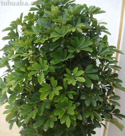 6种盆栽，便宜实用，养家里空气清新作用多，千万别小看它们了 - 图画吧TUHUABA