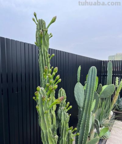 6种盆栽，便宜实用，养家里空气清新作用多，千万别小看它们了 - 图画吧TUHUABA