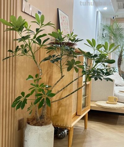 6种盆栽，便宜实用，养家里空气清新作用多，千万别小看它们了 - 图画吧TUHUABA