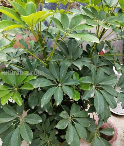 6种盆栽，便宜实用，养家里空气清新作用多，千万别小看它们了 - 图画吧TUHUABA