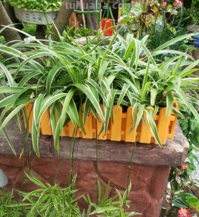 6种盆栽，便宜实用，养家里空气清新作用多，千万别小看它们了 - 图画吧TUHUABA