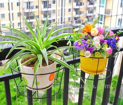 6种盆栽，便宜实用，养家里空气清新作用多，千万别小看它们了 - 图画吧TUHUABA