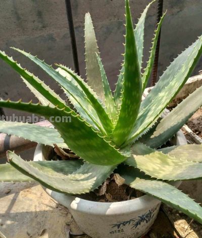 6种盆栽，便宜实用，养家里空气清新作用多，千万别小看它们了 - 图画吧TUHUABA