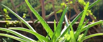 6种盆栽，便宜实用，养家里空气清新作用多，千万别小看它们了 - 图画吧TUHUABA