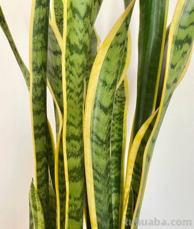 6种盆栽，便宜实用，养家里空气清新作用多，千万别小看它们了 - 图画吧TUHUABA