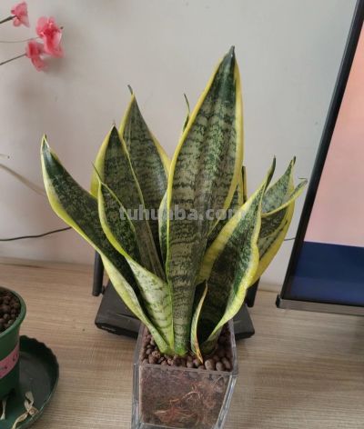 6种盆栽，便宜实用，养家里空气清新作用多，千万别小看它们了 - 图画吧TUHUABA