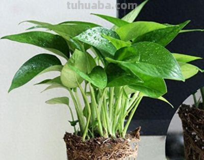 新手必看！春天家庭盆栽，4种绿植浇水就活，零难度 - 今日头条