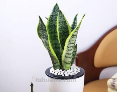 新手必看！春天家庭盆栽，4种绿植浇水就活，零难度 - 图画吧TUHUABA