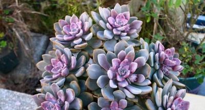 新手必看！春天家庭盆栽，4种绿植浇水就活，零难度 - 图画吧TUHUABA