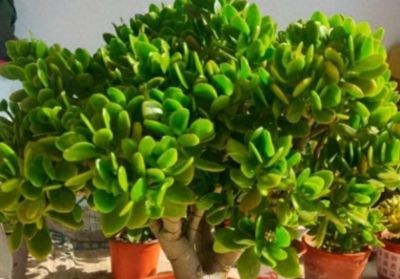 专治手痒爱浇水！这 6 种花旱着养、小盆栽，长势旺到拦不住 - 今日头条