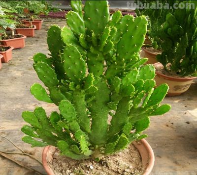 专治手痒爱浇水！这 6 种花旱着养、小盆栽，长势旺到拦不住 - 图画吧TUHUABA