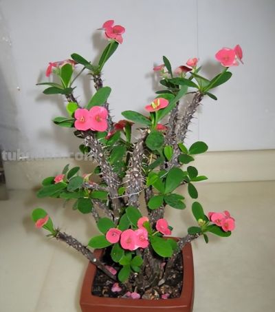 专治手痒爱浇水！这 6 种花旱着养、小盆栽，长势旺到拦不住 - 图画吧TUHUABA