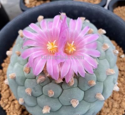 专治手痒爱浇水！这 6 种花旱着养、小盆栽，长势旺到拦不住 - 图画吧TUHUABA