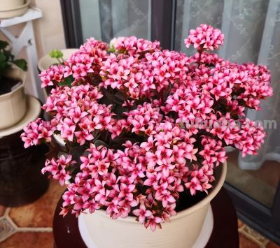 专治手痒爱浇水！这 6 种花旱着养、小盆栽，长势旺到拦不住 - 图画吧TUHUABA