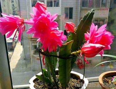 专治手痒爱浇水！这 6 种花旱着养、小盆栽，长势旺到拦不住 - 图画吧TUHUABA