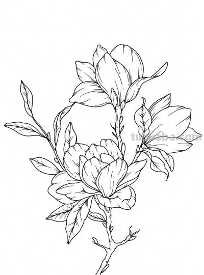 玉兰花的手绘线稿图，临摹学画 - 图画吧TUHUABA