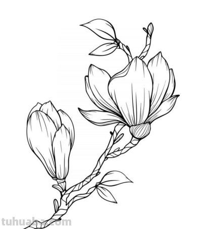 玉兰花的手绘线稿图，临摹学画 - 图画吧TUHUABA