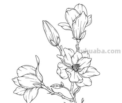 玉兰花的手绘线稿图，临摹学画 - 图画吧TUHUABA