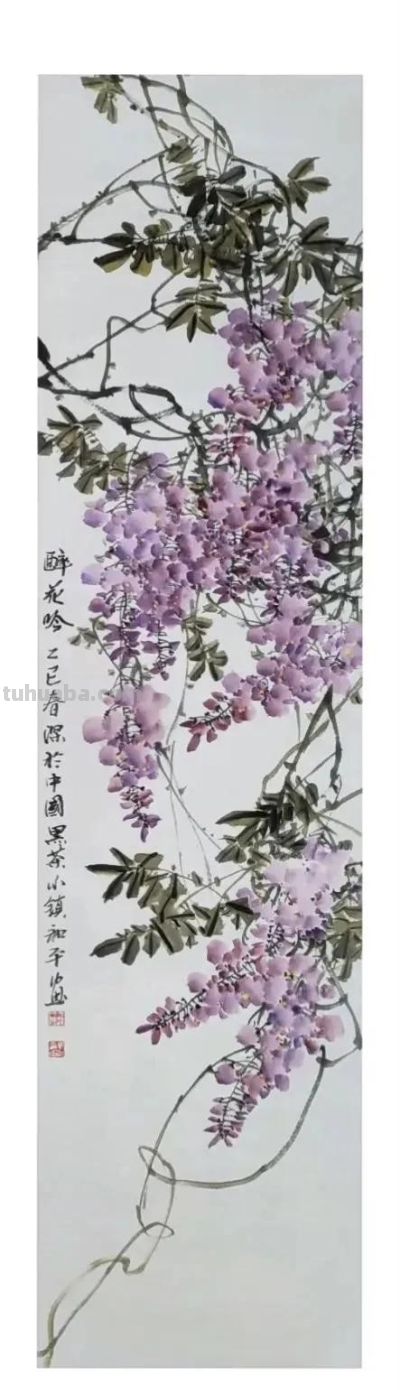 邓和平紫藤花16图欣赏，藤蔓缠绕，花香淡雅。 - 图画吧TUHUABA