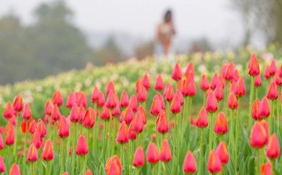 上春山·赏春花 ⑫｜雨润郁金香，是花画小镇藏不住的春日浪漫 - 图画吧TUHUABA