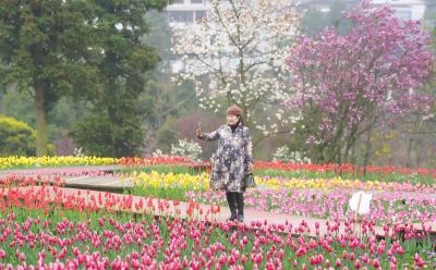上春山·赏春花 ⑫｜雨润郁金香，是花画小镇藏不住的春日浪漫 - 图画吧TUHUABA
