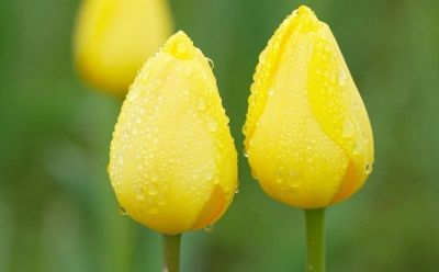 上春山·赏春花 ⑫｜雨润郁金香，是花画小镇藏不住的春日浪漫 - 图画吧TUHUABA