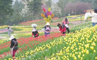上春山·赏春花 ⑫｜雨润郁金香，是花画小镇藏不住的春日浪漫 - 图画吧TUHUABA